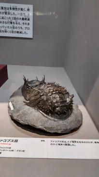 特別展「大絶滅展―生命史のビッグファイブ」に投稿された画像（2026/2/3）