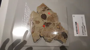 特別展「大絶滅展―生命史のビッグファイブ」に投稿された画像（2026/2/3）