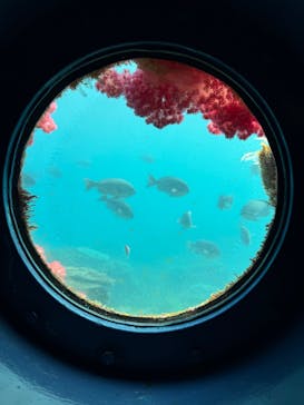 串本海中公園水族館に投稿された画像（2026/2/3）