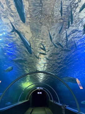 串本海中公園水族館に投稿された画像（2026/2/3）