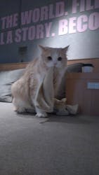 猫カフェモカ　神戸三宮店に投稿された画像（2026/2/3）