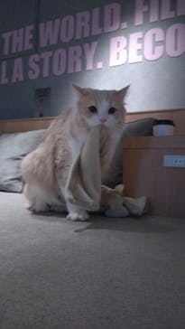 猫カフェモカ　神戸三宮店に投稿された画像（2026/2/3）