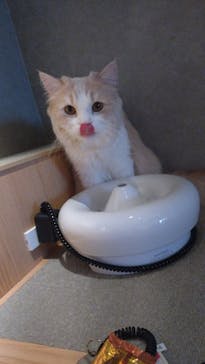 猫カフェモカ　神戸三宮店に投稿された画像（2026/2/3）