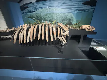 特別展「大絶滅展―生命史のビッグファイブ」に投稿された画像（2026/2/3）