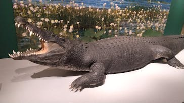 国立科学博物館に投稿された画像（2026/2/3）