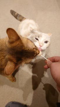 猫カフェモカ 梅田店に投稿された画像（2026/2/3）