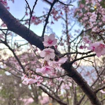 ACAO FORESTに投稿された画像（2026/2/3）