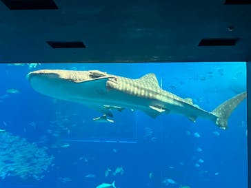 沖縄美ら海水族館に投稿された画像（2026/2/3）