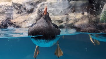 アクアワールド茨城県大洗水族館に投稿された画像（2026/2/3）