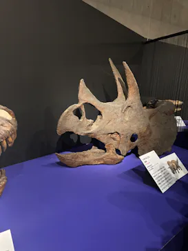 特別展「大絶滅展―生命史のビッグファイブ」に投稿された画像（2026/2/3）