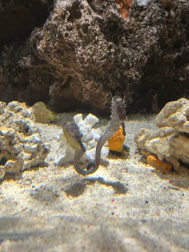 しながわ水族館に投稿された画像（2026/2/3）