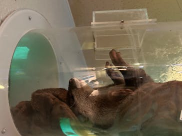 しながわ水族館に投稿された画像（2026/2/3）