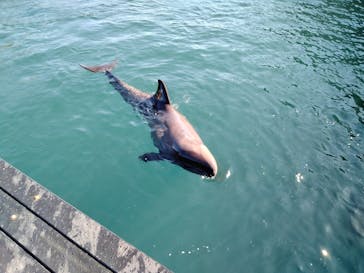 太地町立くじらの博物館に投稿された画像（2026/2/3）