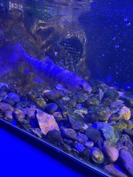シン・マリホ水族館に投稿された画像（2026/2/3）