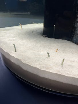 シン・マリホ水族館に投稿された画像（2026/2/3）