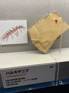 特別展「大絶滅展―生命史のビッグファイブ」に投稿された画像（2026/2/4）
