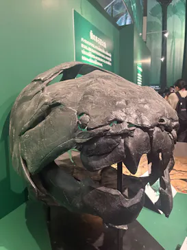 特別展「大絶滅展―生命史のビッグファイブ」に投稿された画像（2026/2/4）