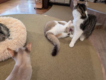 猫カフェモカ　池袋東口店に投稿された画像（2026/2/4）