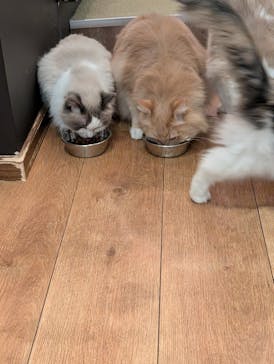 猫カフェモカ　池袋東口店に投稿された画像（2026/2/4）