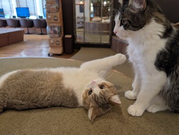 猫カフェモカ　池袋東口店に投稿された画像（2026/2/4）