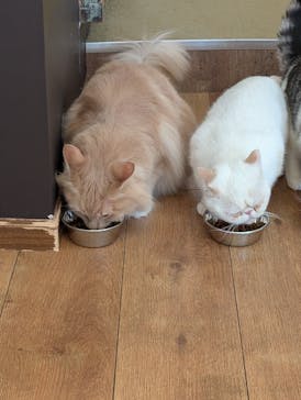 猫カフェモカ　池袋東口店に投稿された画像（2026/2/4）