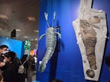 特別展「大絶滅展―生命史のビッグファイブ」に投稿された画像（2026/2/4）