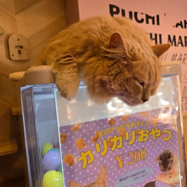 猫カフェPuchiMarry　仙台青葉店に投稿された画像（2026/2/4）