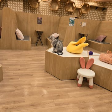 猫カフェPuchiMarry　仙台青葉店に投稿された画像（2026/2/4）