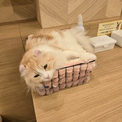 猫カフェPuchiMarry　仙台青葉店に投稿された画像（2026/2/4）