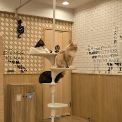 猫カフェPuchiMarry　仙台青葉店に投稿された画像（2026/2/4）