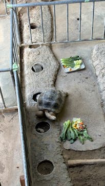 名古屋市東山動植物園に投稿された画像（2026/2/4）