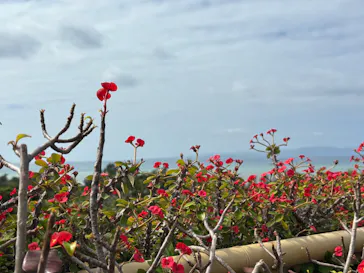 石垣やいま村に投稿された画像（2026/2/4）