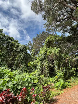 石垣やいま村に投稿された画像（2026/2/4）