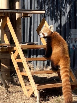 恩賜上野動物園に投稿された画像（2026/2/4）