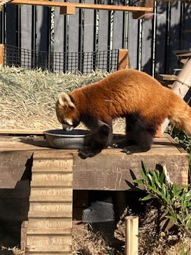 恩賜上野動物園に投稿された画像（2026/2/4）