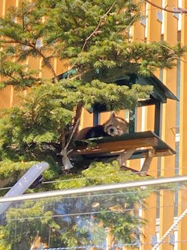 恩賜上野動物園に投稿された画像（2026/2/4）