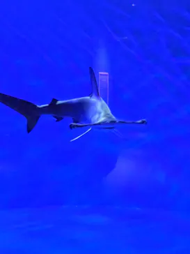 仙台うみの杜水族館に投稿された画像（2026/2/4）