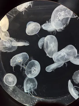 仙台うみの杜水族館に投稿された画像（2026/2/4）