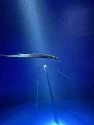 サンシャイン水族館に投稿された画像（2026/2/4）