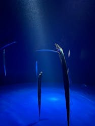 サンシャイン水族館に投稿された画像（2026/2/4）