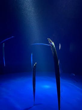サンシャイン水族館に投稿された画像（2026/2/4）