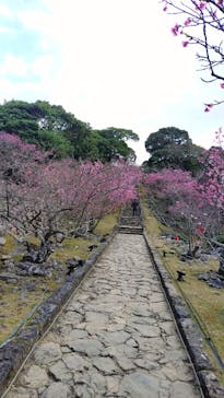 今帰仁城跡に投稿された画像（2026/2/4）