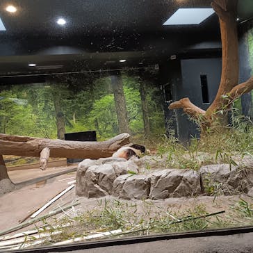 恩賜上野動物園に投稿された画像（2026/2/4）