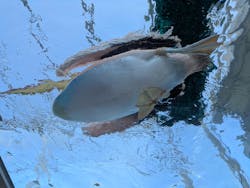 サンシャイン水族館に投稿された画像（2026/2/4）