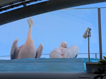 サンシャイン水族館に投稿された画像（2026/2/4）