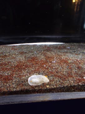 アクアワールド茨城県大洗水族館に投稿された画像（2026/2/4）