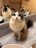 猫カフェモカ 梅田店に投稿された画像（2026/2/4）