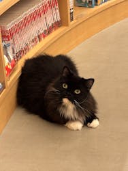 猫カフェモカ 梅田店に投稿された画像（2026/2/4）