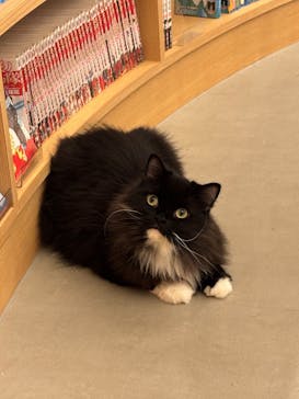 猫カフェモカ 梅田店に投稿された画像（2026/2/4）