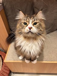 猫カフェモカ 梅田店に投稿された画像（2026/2/4）